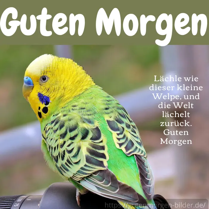 Lächle wie dieser kleine Welpe, und die Welt lächelt zurück. Guten Morgen